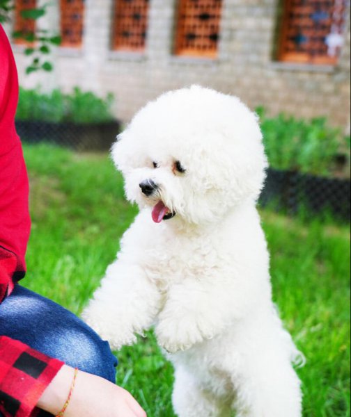 比熊犬怎么训练才能听话