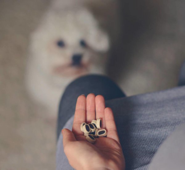 比熊犬怎么训练才能听话