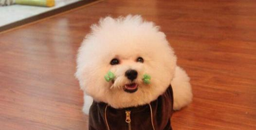 比熊犬怎么训练才能听话