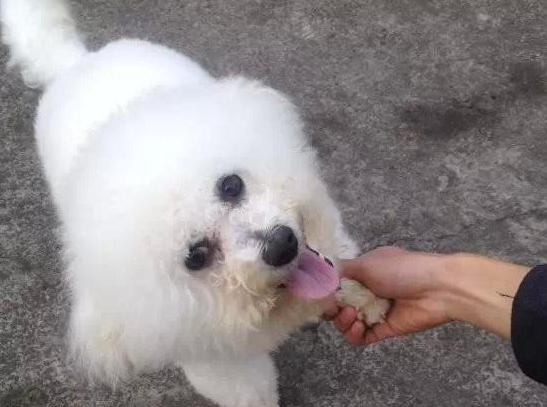 比熊犬怎么训练才能听话