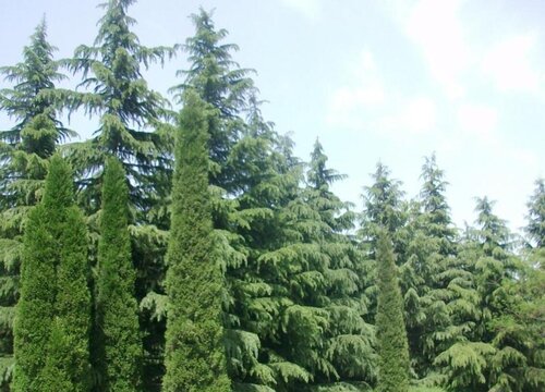 松柏的生长环境及生长特点