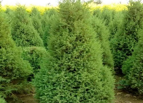 松柏的生长环境及生长特点