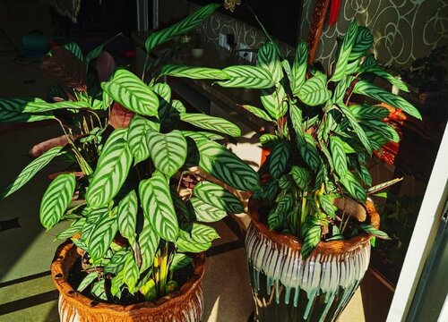 竹芋冬天怎么养护