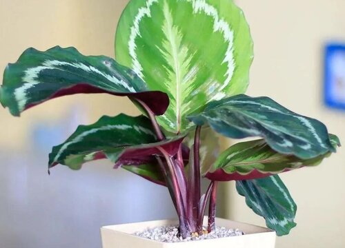 竹芋冬天怎么养护