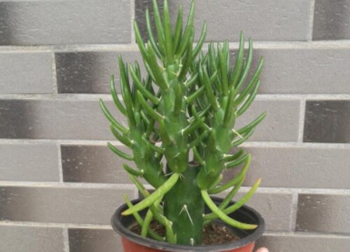 沙漠将军养殖技巧