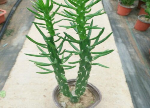 沙漠将军养殖技巧