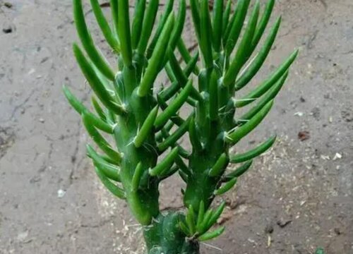 沙漠将军养殖技巧