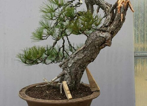 黑松的养殖方法和注意事项