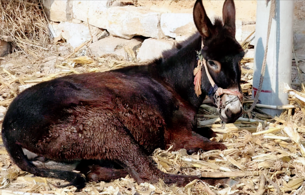 骡子不能生育为什么没灭绝