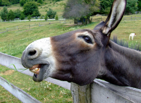 骡子不能生育为什么没灭绝