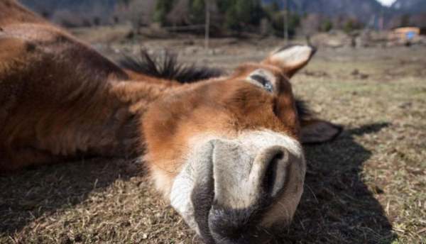 骡子不能生育为什么没灭绝