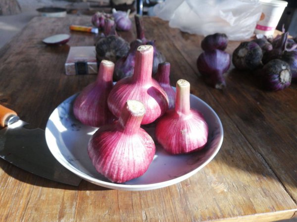 大蒜上面有紫斑能吃吗