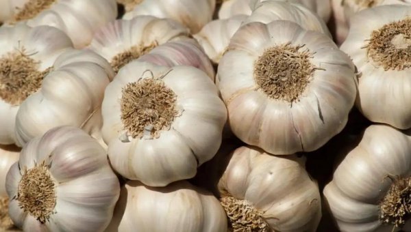 大蒜上面有紫斑能吃吗