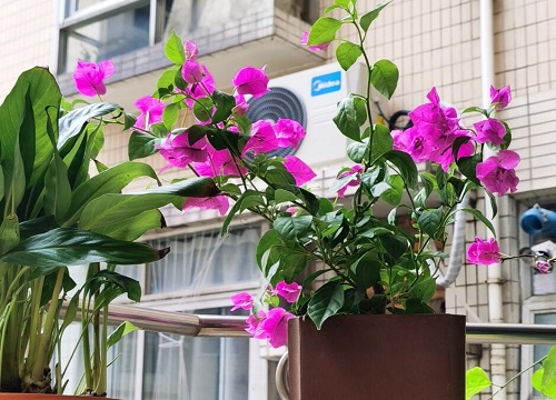 四季梅的繁殖方法和注意事项