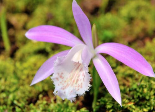 一叶兰花期是什么时候