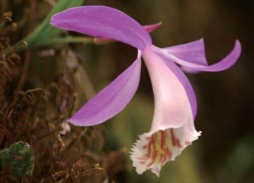 一叶兰花期是什么时候