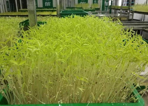 种植芽苗菜赚钱吗