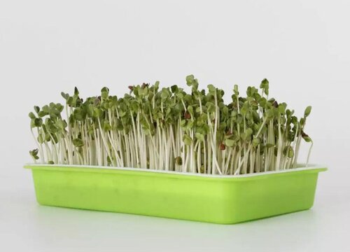 种植芽苗菜赚钱吗