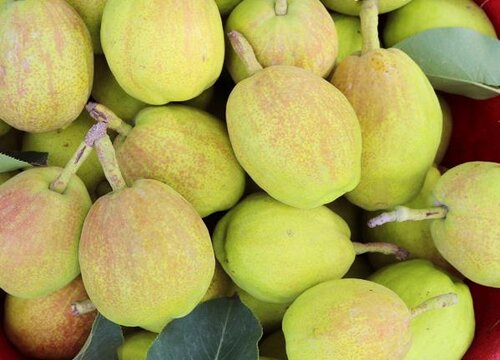 香梨的生长环境