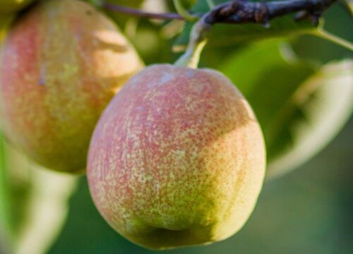 香梨的生长环境