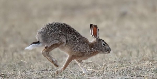 兔子品种名称介绍及图片