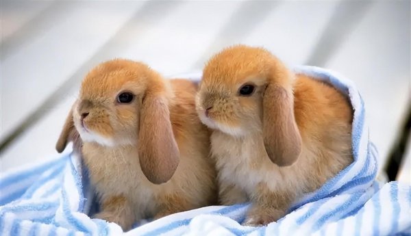 兔子品种名称介绍及图片