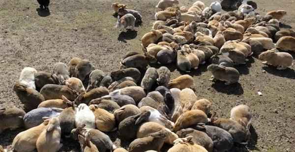 兔子品种名称介绍及图片