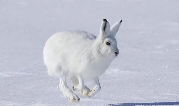 兔子品种名称介绍及图片