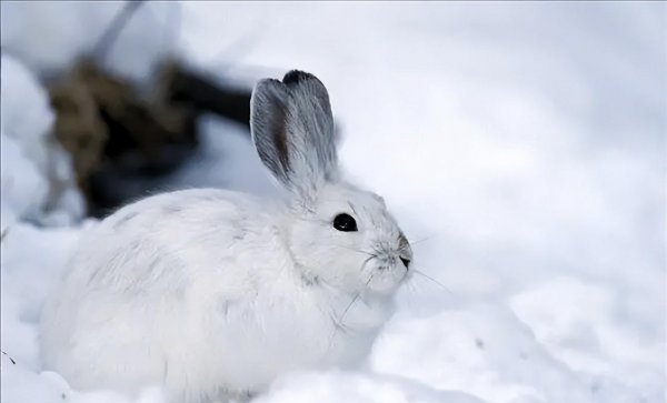 兔子品种名称介绍及图片