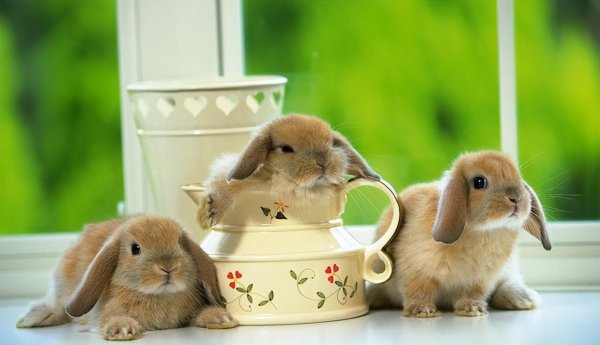 兔子品种名称介绍及图片