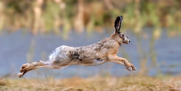 兔子品种名称介绍及图片