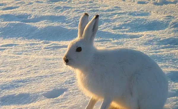 兔子品种名称介绍及图片
