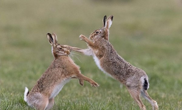 兔子品种名称介绍及图片