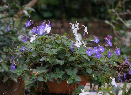 海豚花花期是什么时候