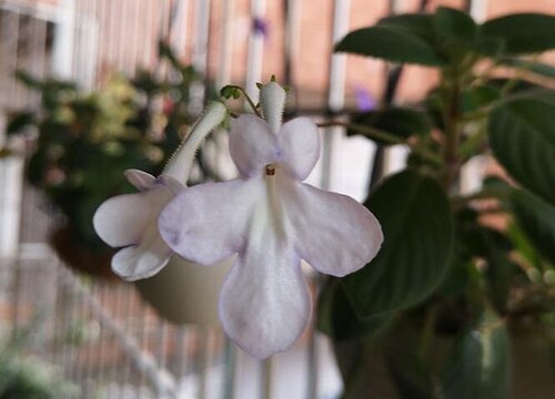 海豚花花期是什么时候