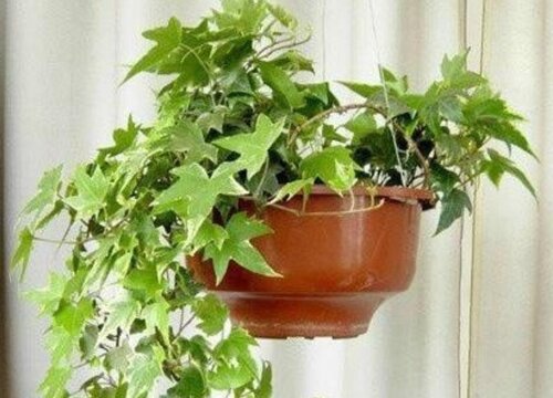 属猴养什么植物旺财运