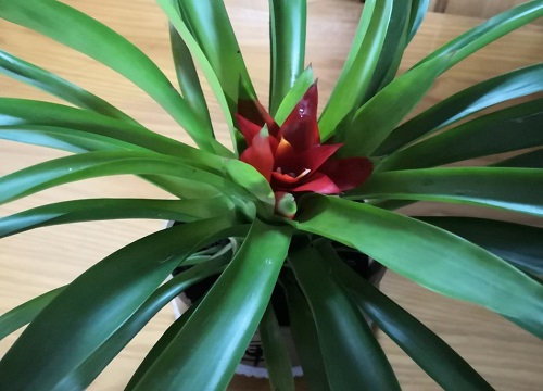 属猴养什么植物旺财运