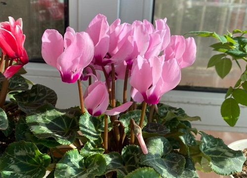 属猴养什么植物旺财运