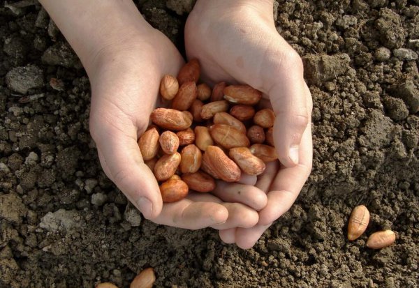 花生一窝种几粒种子