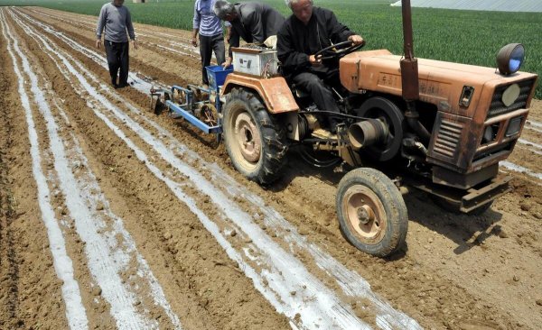 花生一窝种几粒种子