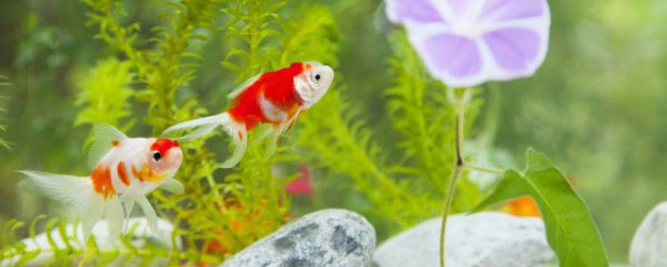 新开的鱼缸过滤棉多久清洗