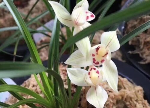 兰花如何施催芽肥可以长出更多的新芽壮芽