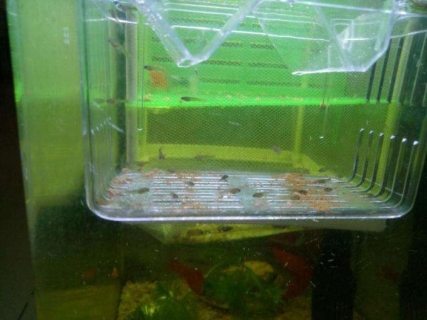 刚出生的小孔雀鱼怎么养