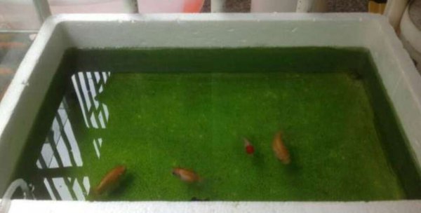 刚出生的小孔雀鱼怎么养