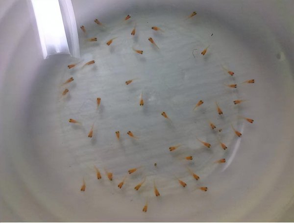 刚出生的小孔雀鱼怎么养