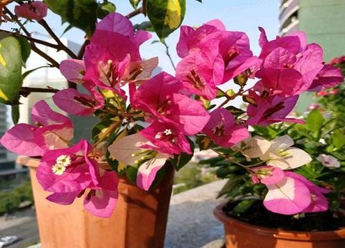 三角梅怎么养就能开花大半年