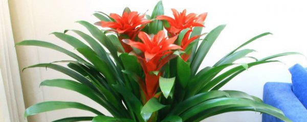 家里春节摆什么花