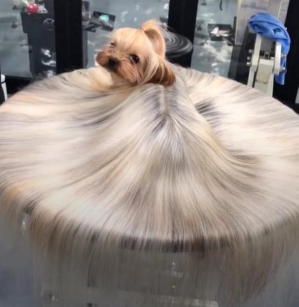 为什么很少人养约克夏