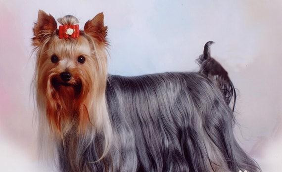 为什么很少人养约克夏