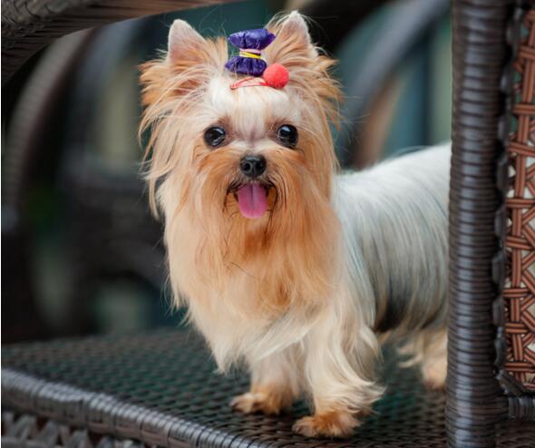 为什么很少人养约克夏